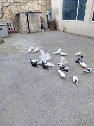 göyərcinlər: Məqsədli uçuşlu göyərçinlər dəsti - Növ: ev göyərçinləri, uçuş və — 1