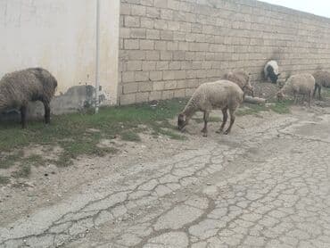 tap.az danalar: Məhsul: Qoyun sürüsü Təsvir: - Yerli cins qarışığı olan, quyruğu — 2