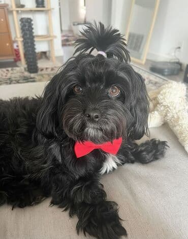 Pudel, 2 il, Dişi, Peyvəndli, Ünvandan götürmə