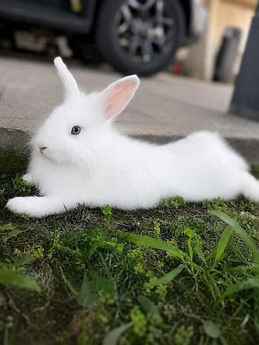 qefes boyuk: 🐰 4 aylıq erkek dovsan satılır ✅ Safqan Holland Lop cinsidir ✅ Tam — 1