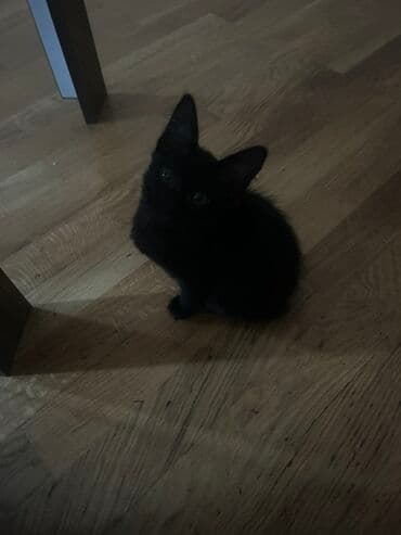 Lüğətlər: Dişi, Yaxşı əllərə — 5