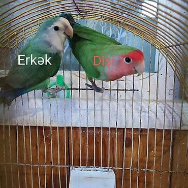 deniz donuzcugu: Agapornis cütləri – rəngli sevda papuqayları Cütü 80₼. 2 cütdür, 1cüt — 4