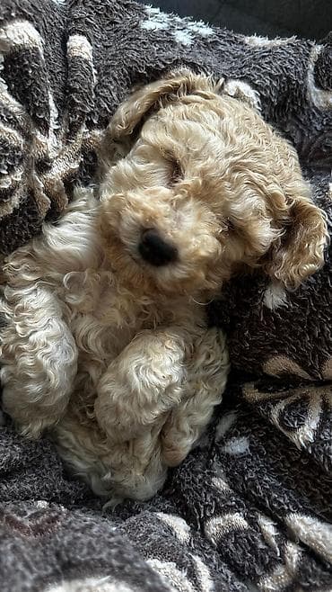 simental inek satilir: Pudel, 4 ay, Erkek, Ödənişli çatdırılma — 2