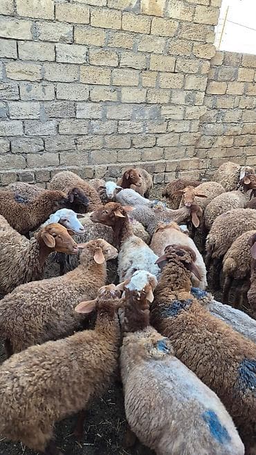 heyvan yemi: Qoyun sürüsü – ət və damazlıq üçün - Növ: yerli yağlı quyruq (qarışıq — 2