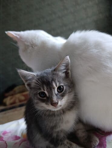 кот в добрые руки: Tabbi — 9