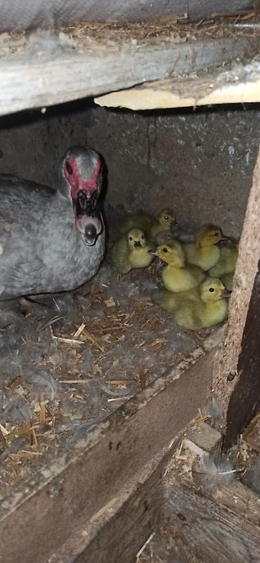 ördək lavanda: Lavanda balaları satılır — 1