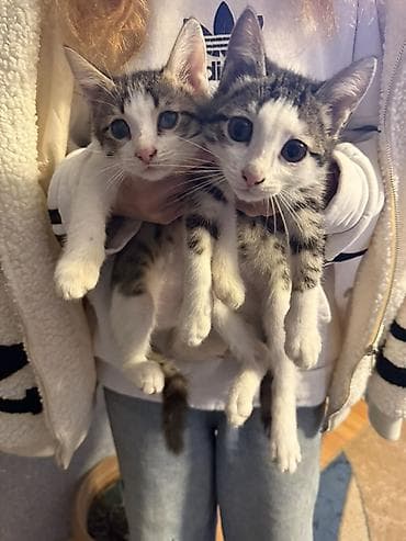 Табби at lalafo.az Табби