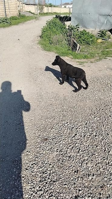 alman afcerkasi: 3 ay, Dişi — 2