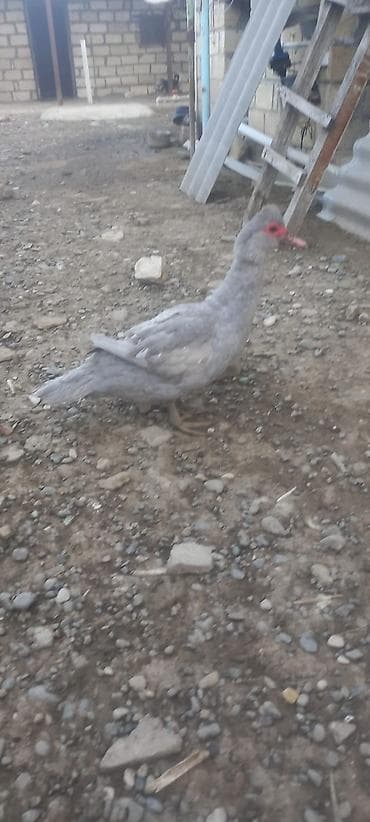 Erkək, | Lal ördək, Damazlıq