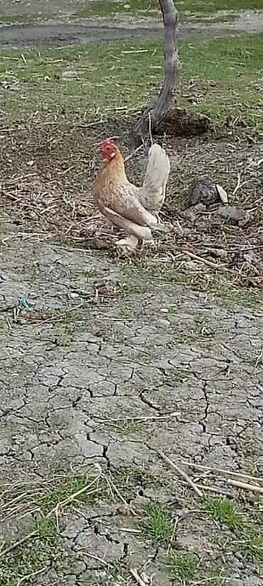 gencede heyvanlar: Təmiz xırda fərədi yumurtyur qiymət 25 — 1