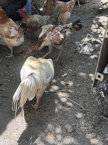 eşey satışı: Salam Cavan Ağ heyratı satılır hündür xoruzdu Çırmaya oynayır — 9