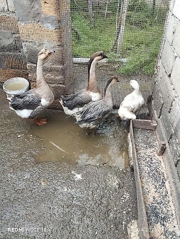 qazlar: Qaz və ördək dəsti - Şəkildə 4 ədəd su quşu: 3 ədəd boz-qəhvəyi qaz — 1