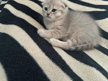 quba heyvanlar: Şotland — 4