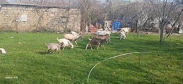 Sanne, heleb,Alpen sortlaridi