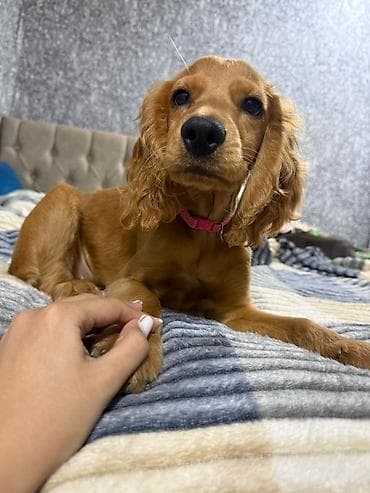 Digər heyvanlar: Koker spaniyel, 4 ay, Peyvəndli, Pulsuz çatdırılma — 2