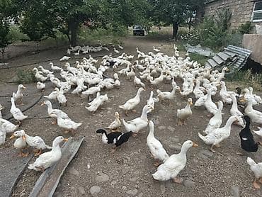Məhsul: Ağ ördək sürüsü Təsvir: - Kənd həyətində sərbəst — 4