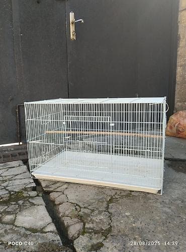 Teze kimidi sonu 60 azn korella qusu ile barter var 2 eded lutino ile