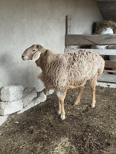 qoyun ucuz: Qoyun – ət və damazlıq üçün - Cins tipi: QISSAR uzunqulaq, - Rəng — 3