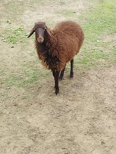 Yemlər: Salam Allah hamının malına bərəkət versün! Şəkildə gördüyünüz quzular — 7