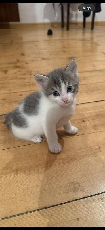 bala pişik pulsuz: Erkək, Dişi, Yaxşı əllərə — 3