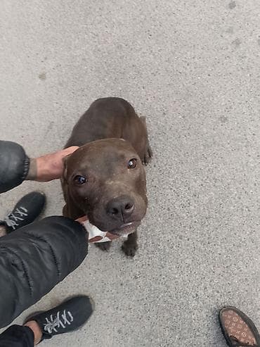 heyvanlar: Pitbul — 3