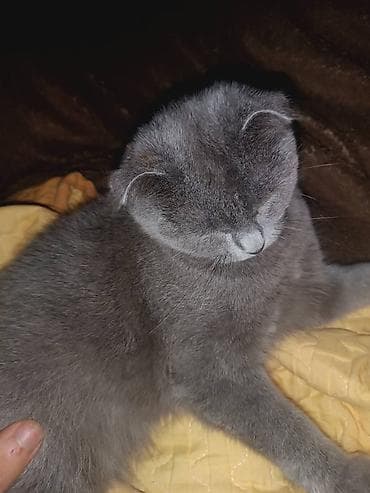 pişik pers: Шотладская вислоухая, Самка, В добрые руки, Платная доставка — 5