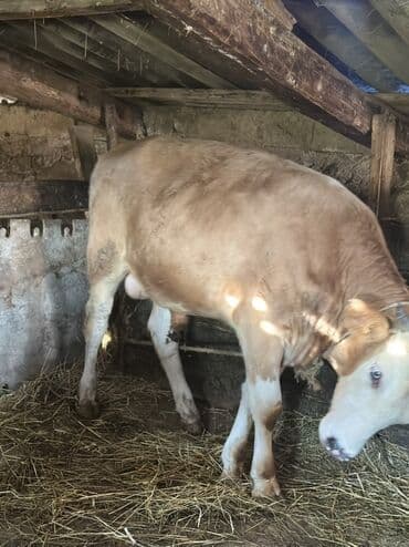heyvan bazari inekler: Самка, лет: 1, 100120 кг, Для разведения — 10