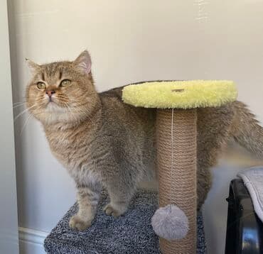 Gəmiricilər: Cütləşdirilir erkək Britan. İri tontiş pişikdi. Dişi pişiyi görən kimi — 5