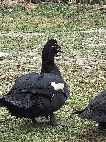 K/t heyvanları və malları: Qara zumrud. Maskali. Qizqin erkey Damazdiq Xüsusiyyətlər: - Cinsi — 2