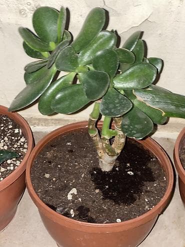 Sukkulent və dekorativ ev/balkon bitkiləri satılır. • Hərəsi: 5