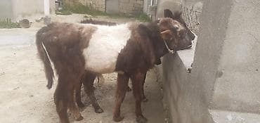 Dana, buzov, Erkək, ay: 1, 50 kq, Ətlik, Ödənişli çatdırılma, Ünvandan götürmə lalafo.az -da Dana, buzov, Erkək, ay: 1, 50 kq, Ətlik, Ödənişli çatdırılma, Ünvandan götürmə