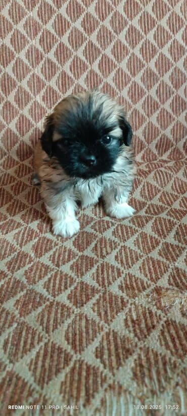 it cütləşdirmək: Pekines, 2 ay, Erkek — 2