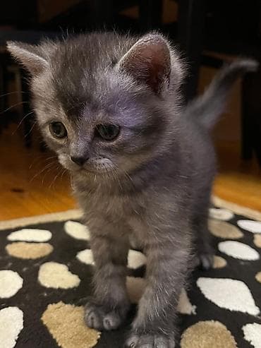 pişim: Boz tüklü, qısa tüklü balaca pişik balası. - Rəng: tüstü-boz, zolaqlı — 5