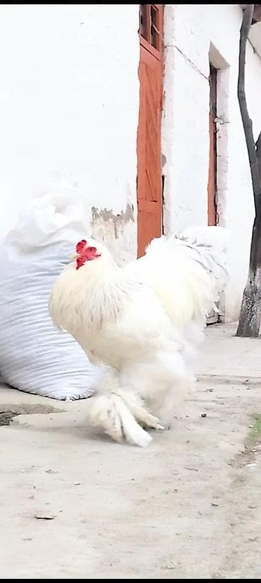 Real alici yazsin. vatsap var