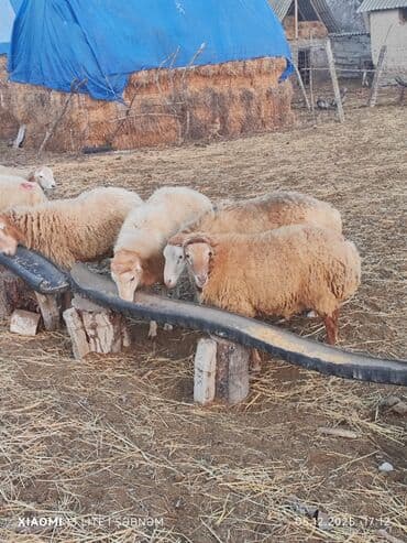 Lincoln: 🐑 Kök, sağlam qoyunlar satılır!Həm tumluq həm də kəsin u ✔️ Təmiz cins — 4