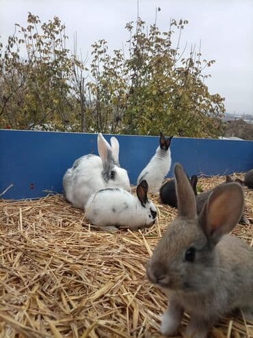 Грызуны: Məhsul: Dekorativ ev dovşanları (bir neçə rəng və naxışda) Təsvir: - — 8