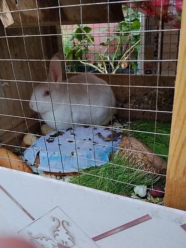 ev dovşanları: Ağ rəngli dekorativ dovşan - Növ: dekorativ ev dovşanı (ağ tüklü — 1