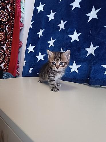 pişik ev: Şotland, Ünvandan götürmə — 8