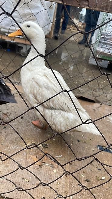 Məhsul: Ördəklər Təsvir: - Şəkillərdə ağ tüklü və tünd-qəhvəyi