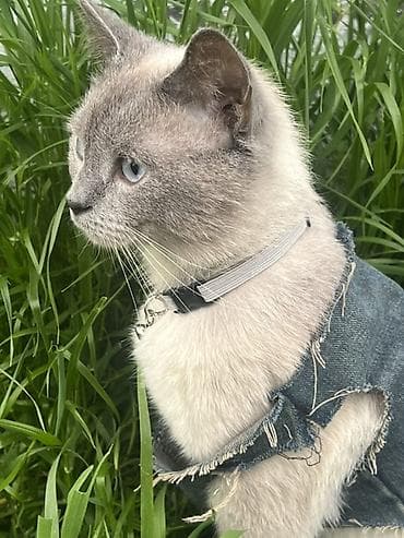 profil ucun pisik sekilleri: Erkək, Cütləşmə üçün, Ünvandan götürmə — 2