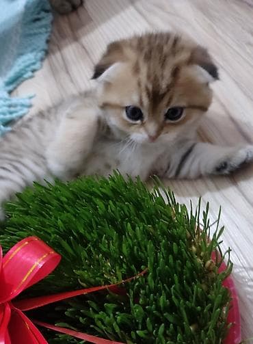 it heyvan: Qızıl şinşilla, Dişi, Yaxşı əllərə, Ünvandan götürmə — 6