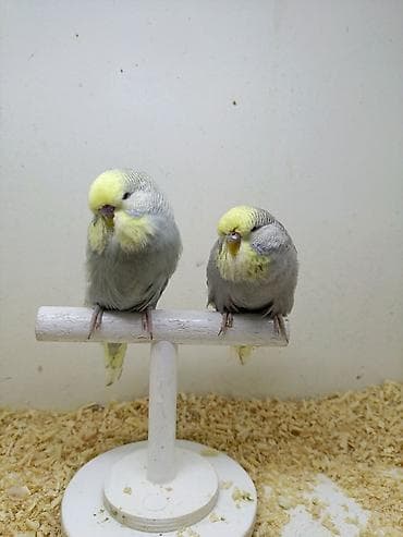 3 ay yarmlıg quşlardı Təmiz qan jumbolardı Erkək dişi dir Qiymət