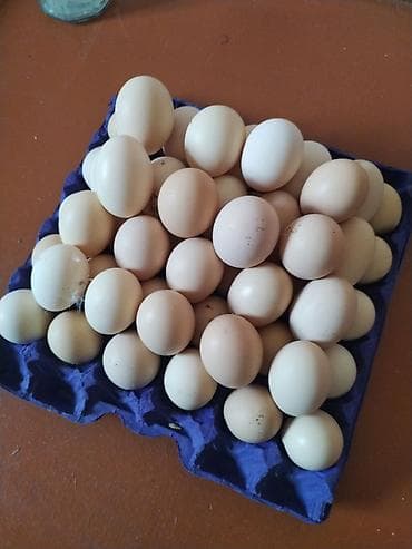 cucə satişi: Bütün quş növlərine ait yumurtalar inkubasiya olunur. Ve Cücə satışı — 2