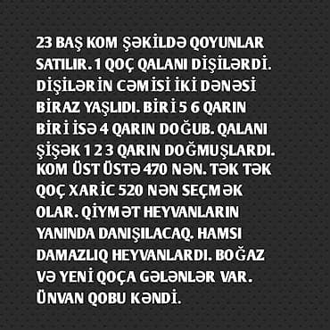 Salam Aleykum. 23 Baş cins damazlıq qoyunlar var. 1Qoç 22 qoyun