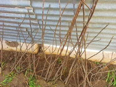 xar tut agaci satilir: Qara əncir ağacları satılır — 2