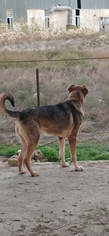 отдам в хорошие руки маленькую собачку: Qurdbasar, 2 il, Erkek, Peyvəndli, Pulsuz çatdırılma — 10