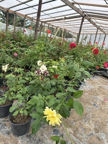 şaxtagülü qiyməti: Qızıl güllər satılır✅ İstənilən qədər var✅ Rəng çeşitləridə var✅ — 11