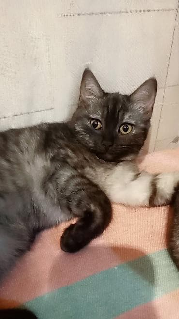 sirin pişik balalari: Yaxşı əllərə — 2