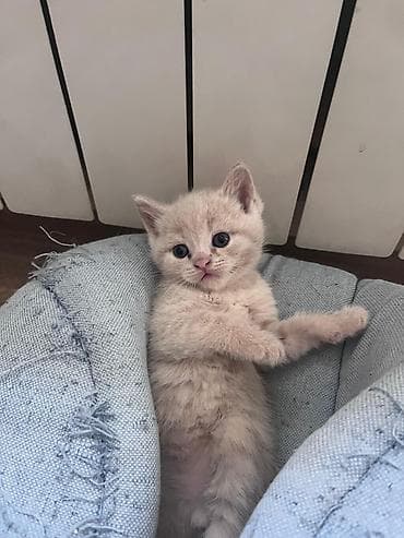 Erkək, Dişi, Yaxşı əllərə, Ünvandan götürmə, Pulsuz çatdırılma, Ödənişli çatdırılma