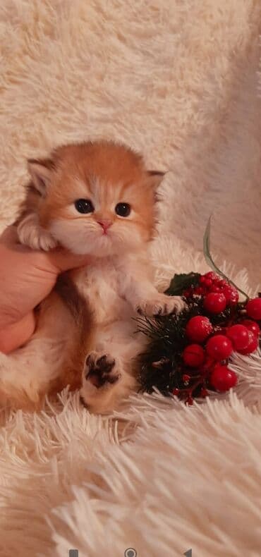 bala pişik ucuz: Qızıl şinşilla, Dişi — 2